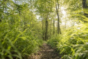 Sommerimpressionen Spessart