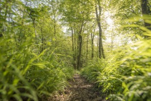 Sommerimpressionen Spessart